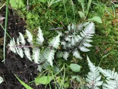 Japanese painted fern thumbnail 4