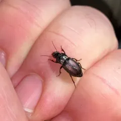 Metallic Harpalus thumbnail 3