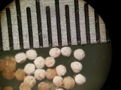 maritime quillwort thumbnail 1