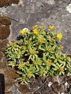 Kamchatka Stonecrop thumbnail 2