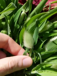 Hare's Tail Grass thumbnail 2