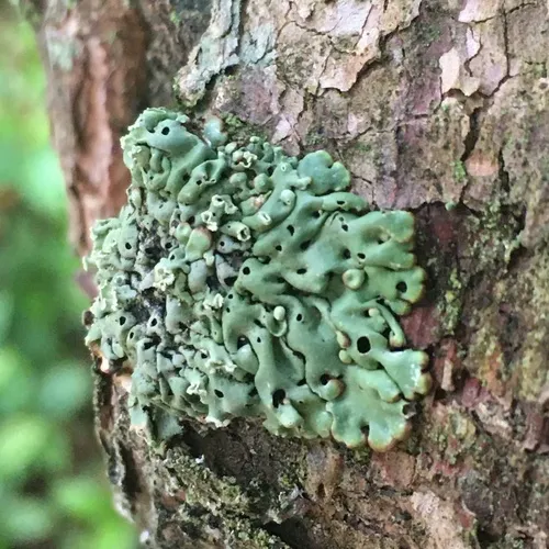 Tree Flute Lichen
