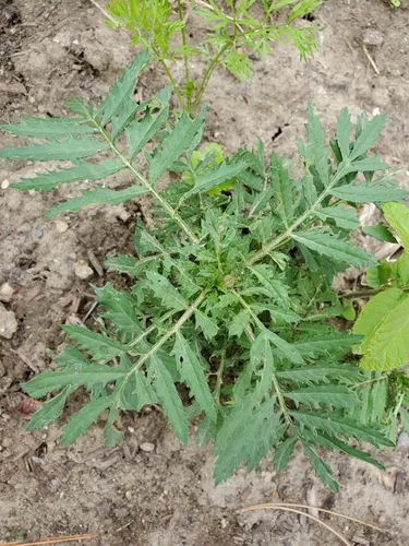 Mexican Marigold