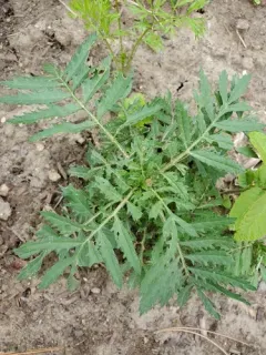 Mexican Marigold thumbnail 1