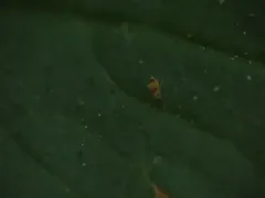 Deuterosminthurus bicinctus thumbnail 2
