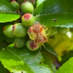 Red-cross Shield Bug thumbnail 4