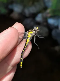 Spine-crowned Clubtail thumbnail 2