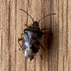 Edge-striped Shield Bug thumbnail 3