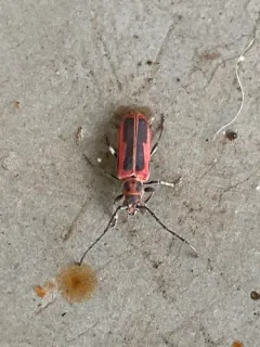 Holopleura marginata thumbnail 2