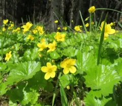 Idaho barren strawberry thumbnail 2