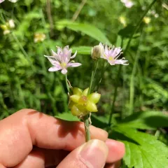 Canadian Meadow garlic thumbnail 2