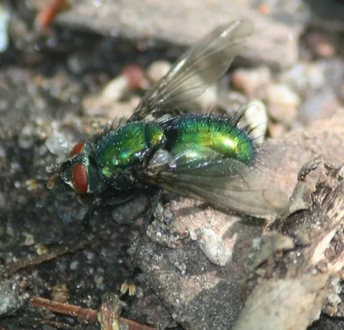 Gymnocheta ruficornis