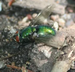Gymnocheta ruficornis thumbnail 1