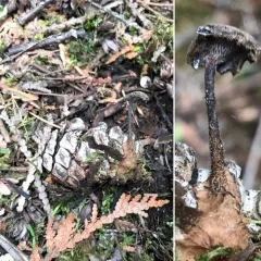 Earpick Fungus thumbnail 4