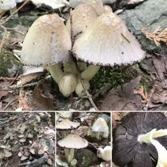 scaly ink cap thumbnail 3
