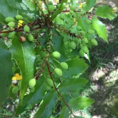 Oregon grape thumbnail 3