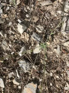 dropseed rockcress thumbnail 4