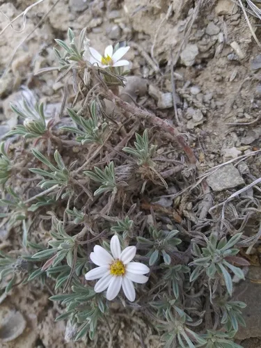 Hoary Townsend Daisy