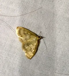 Pale-winged Crocidophora Moth thumbnail 2