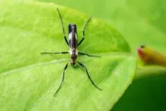 Chasmatonotus fascipennis thumbnail 4