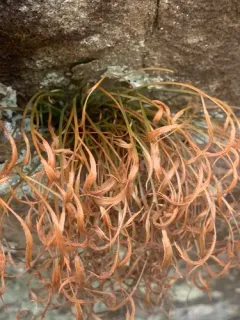 northern spleenwort thumbnail 2