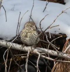 Cassia Crossbill thumbnail 1