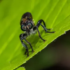 Arrowhead Laphria thumbnail 4