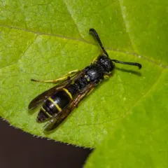 Symmorphus canadensis thumbnail 4
