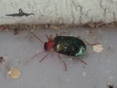 Lebia tricolor thumbnail 1