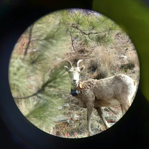 Bighorn Sheep