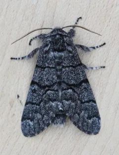 Giant Panthea Moth thumbnail 2