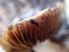 Mycetophagus californicus thumbnail 2