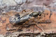 Xylophagus gracilis thumbnail 4
