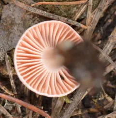 Hygrophorus goetzei thumbnail 2