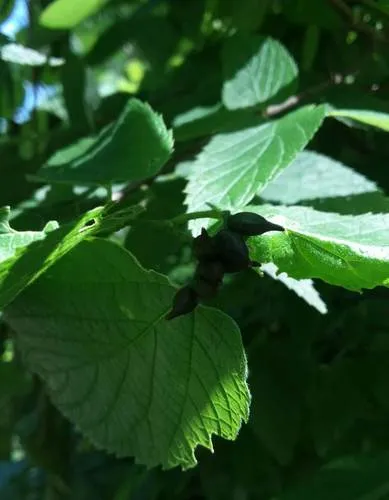Hackberry Tenpin Gall Midge