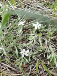 squarestem phlox thumbnail 2