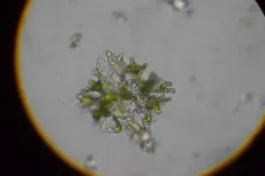 Micrasterias foliacea thumbnail 1