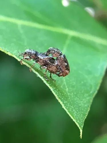 Eastern Diamond-necked Weevil