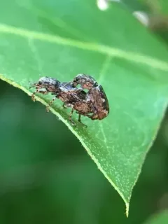 Eastern Diamond-necked Weevil thumbnail 1