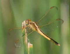 Needham's Skimmer thumbnail 3