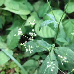 honewort thumbnail 3