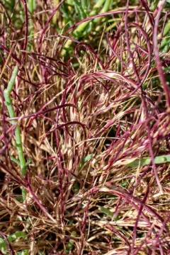 Sickle Grass thumbnail 3