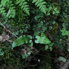 Hart's-tongue fern thumbnail 3