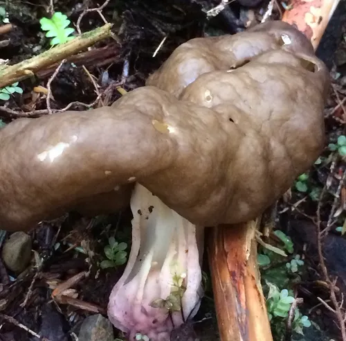 Pseudorhizina californica