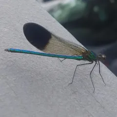 River Jewelwing thumbnail 2