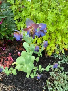 Greater honeywort thumbnail 2