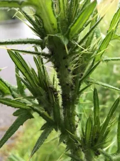 Plum-thistle Aphid thumbnail 4