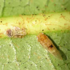 Cacopsylla fatsiae thumbnail 2