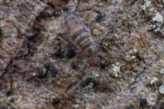 Entomobrya comparata thumbnail 2