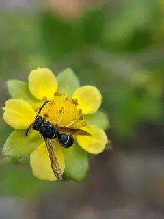 Stenodynerus lucidus thumbnail 2